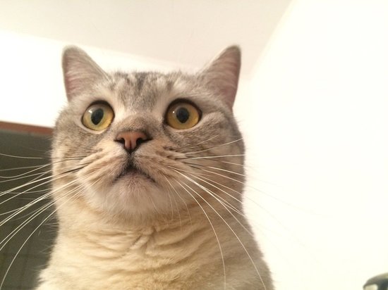 «Они дикие»: зоозащитники пытаются втянуть астраханские «Тинаки» в скандал с кошками