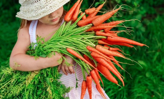 : Самые ранние и скороспелые сорта и гибриды моркови