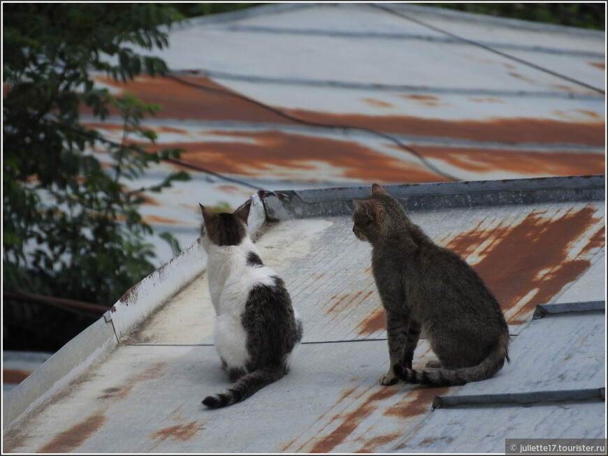 Кубачи: пришел туман, постучал в дома 