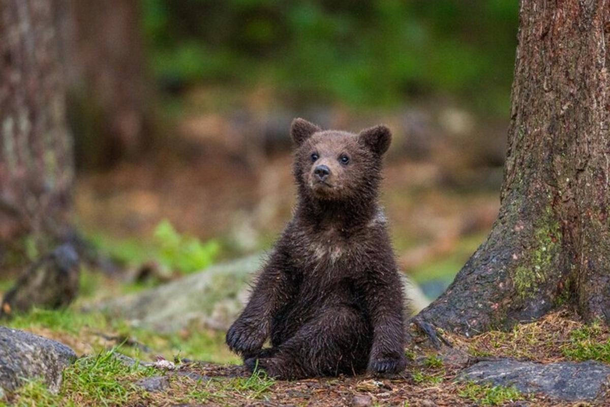 Тверской центр спасения медвежат принял новую подопечную из Ленобласти