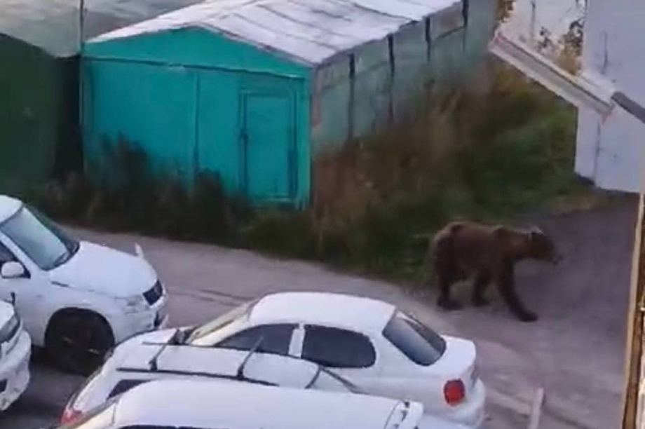 Нашествие: Медведей снова видели в разных районах Петропавловска. Фото: соцсети. Фотография 4