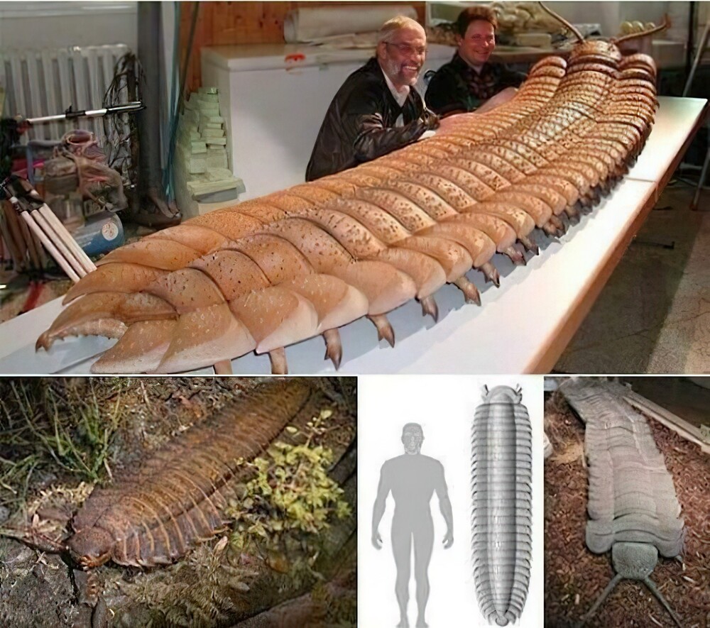 12. Гигантская многоножка артроплевра (Arthropleura Millipede) — самое крупное из известных сухопутных беспозвоночных