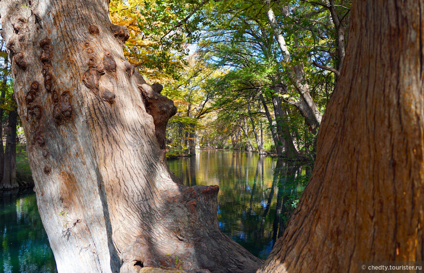 Жизнь на опушке леса