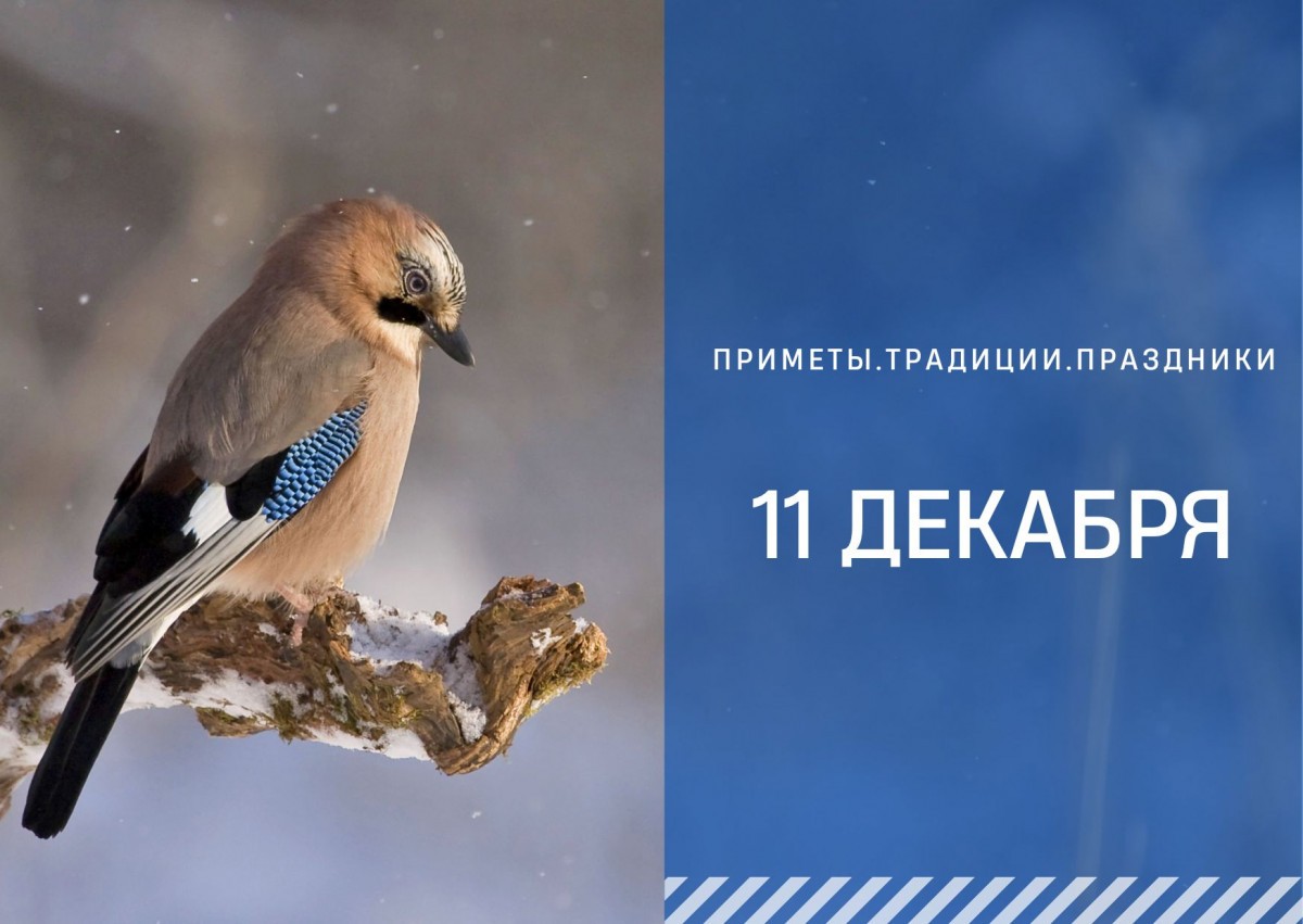 Приметы 11 декабря: что нельзя делать в Сойкин день, чтобы не влезть в долги