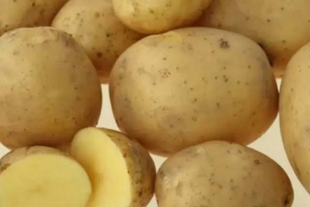 Лучшие сорта картофеля для Южного и Среднего Урала: семенного, новые, отзывы