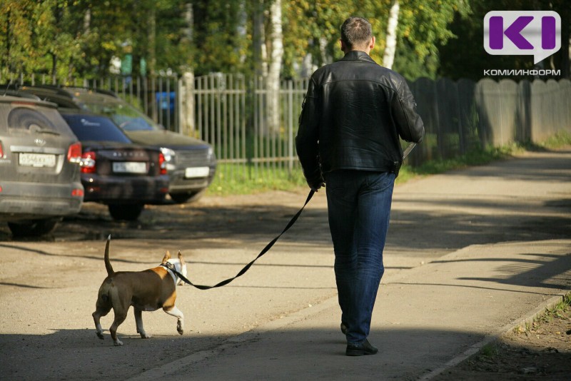 Собака на поводке покусала жительницу Вуктыла 