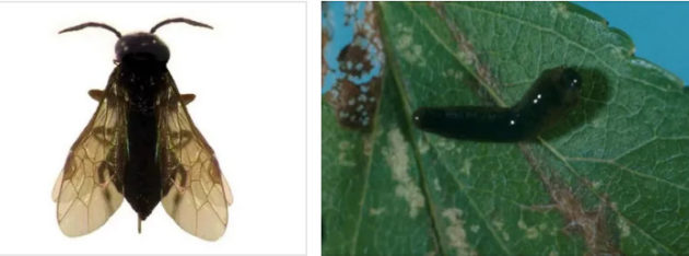 Вишнёвый слизистый пилильщик насекомые-вредители. Вишневый слизистый пилильщик как бороться. Розанный слизистый пилильщик. Слизистый пилильщик на вишне. Вишневый слизистый пилильщик как бороться.