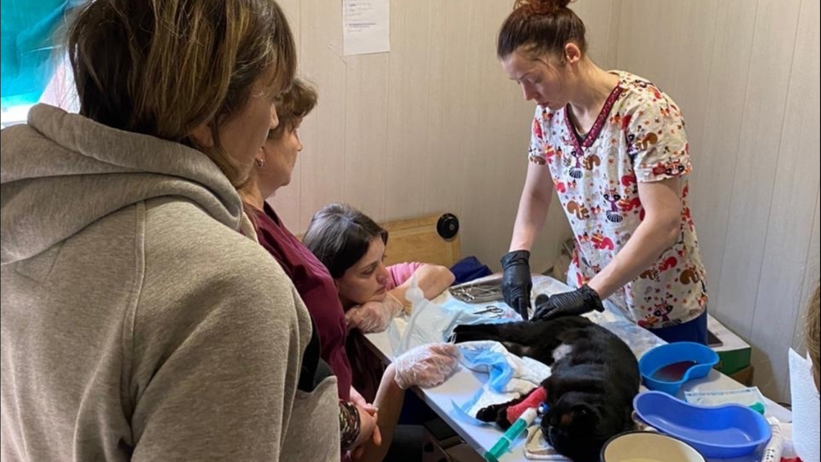 ветеринар и общество. стариков ветеринар мурманск. ветеринарка кировск мурманская область. сухарева галина владимировна ветеринар. фаворит ветклиника мурманск.