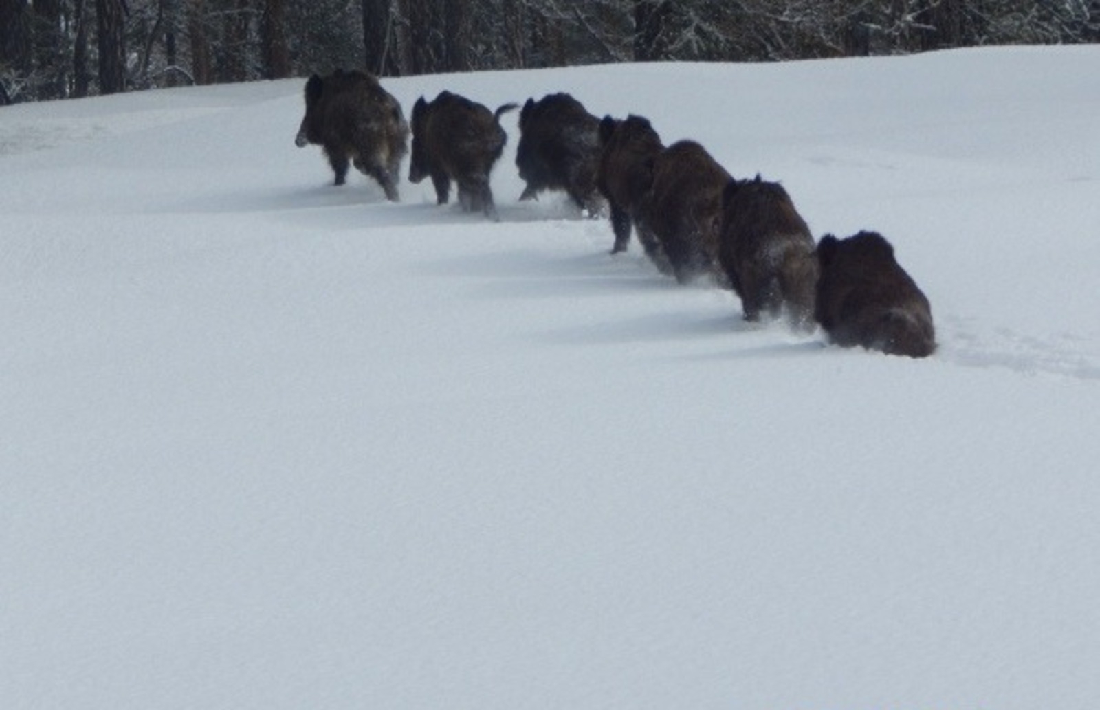 Учет диких животных. Учет диких животных. Борисовский заказник белгородской области. Учет диких животных. Учет охотничьих животных.