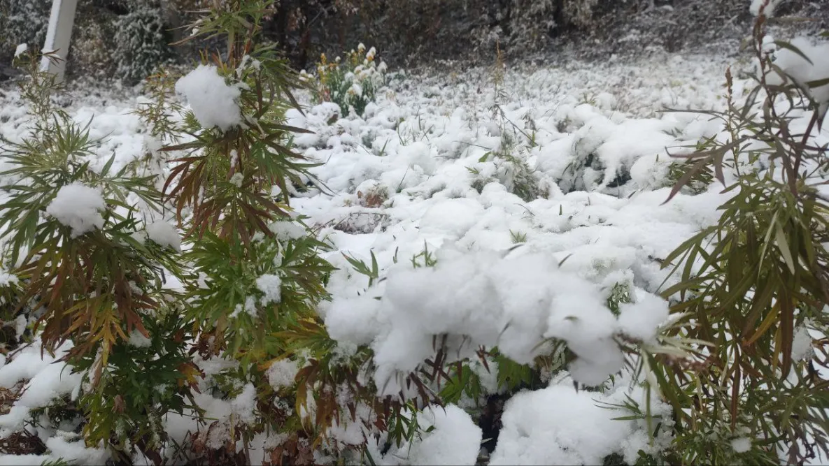Снег и усиление ветра прогнозируют районам Хабаровского края