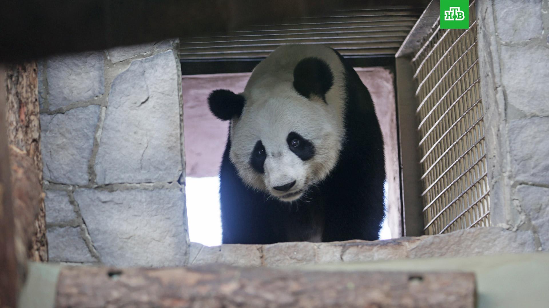 зоопарк можно. красноярский зоопарк роев ручей. звери из зоопарка. зоопарк можно. зоопарк лесное посольство новосибирск.