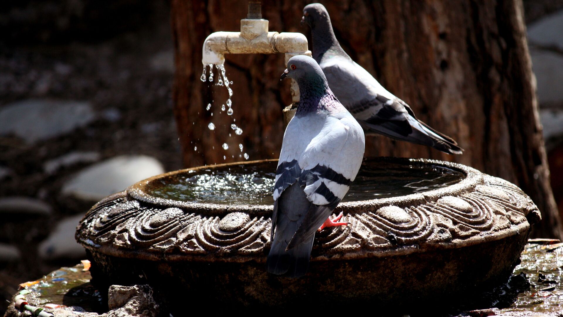 Жаркое лето в столице Грузии. Голуби у уличного фонтанчика - Sputnik Грузия, 1920, 06.11.2025