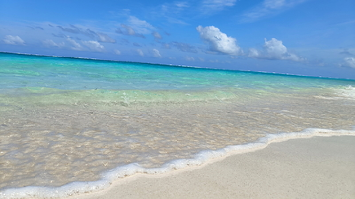 Мужчина устроил серфинг на спине гигантской китовой акулы и попал на видео