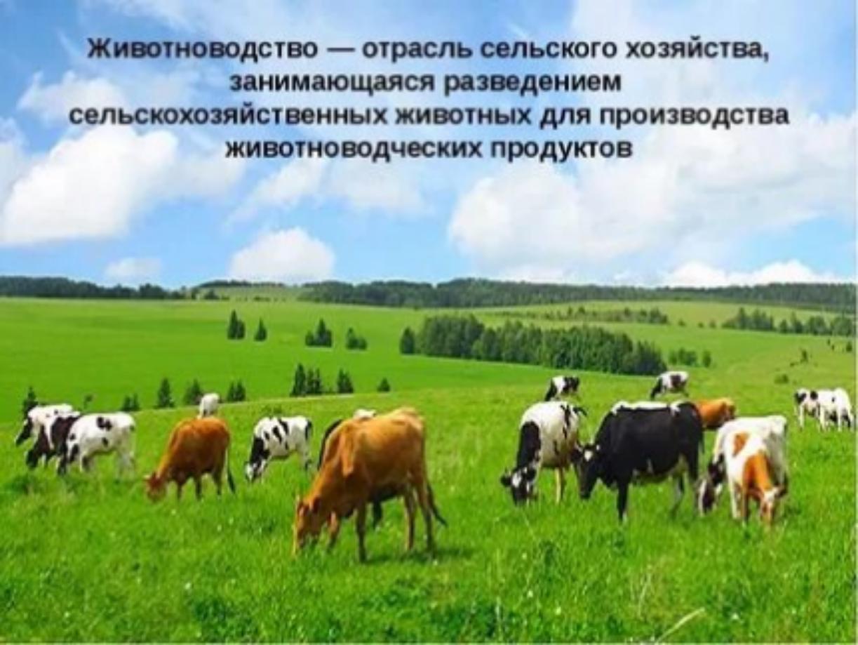 Виды сельского хозяйства. Сельское хозяйство животноводство. Отрасли животноводства. Животноводческая отрасль. Животноводство скотоводство.