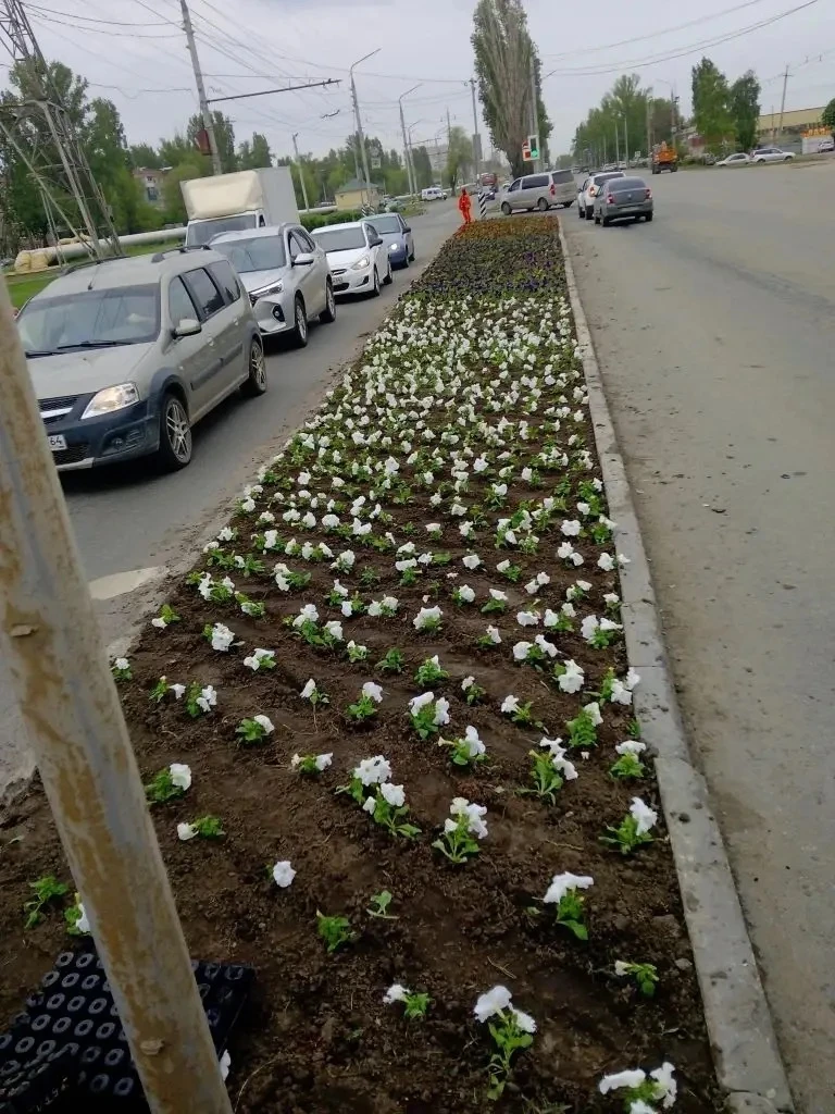 В Балаково продолжается высадка цветов