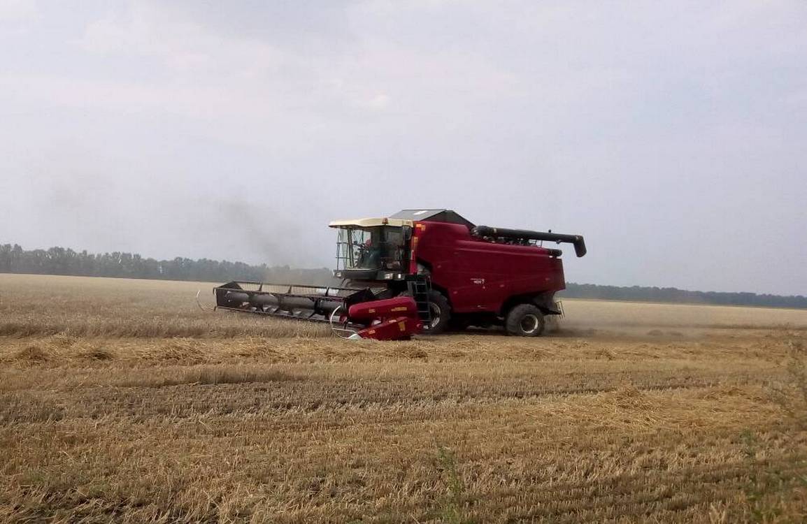 этап уборки зерновых. уборка пшеницы. сельское хозяйство ивановской области. уборка пшеницы. этап уборки зерновых.