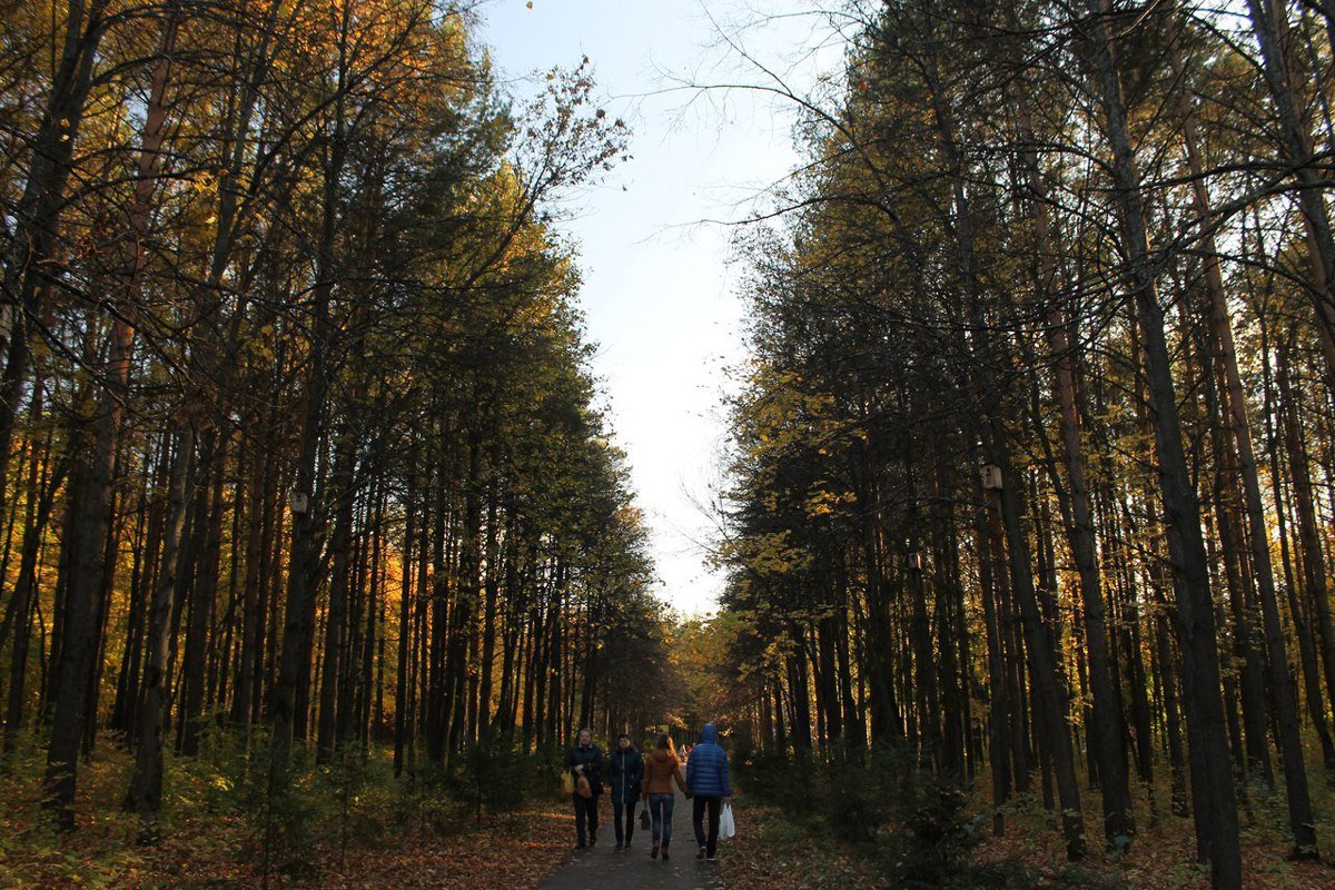 Парк лесоводов фото