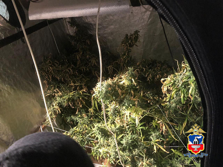 В Барнауле задержали наркоагронома, выращивавшего «дурман-траву» у себя дома