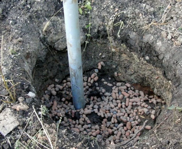 Виноград Мускат розовый ранний: описание сорта, фото, отзывы