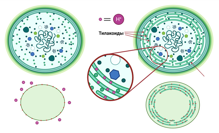 Рис. 4. Различия в устройстве и процессе фотосинтеза глеобактерий и цианобактерий современного типа