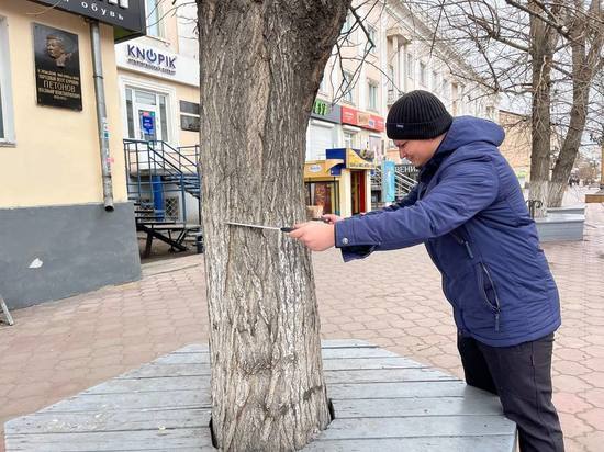 На Арбате в Улан-Удэ высадят саженцы вместо старых тополей