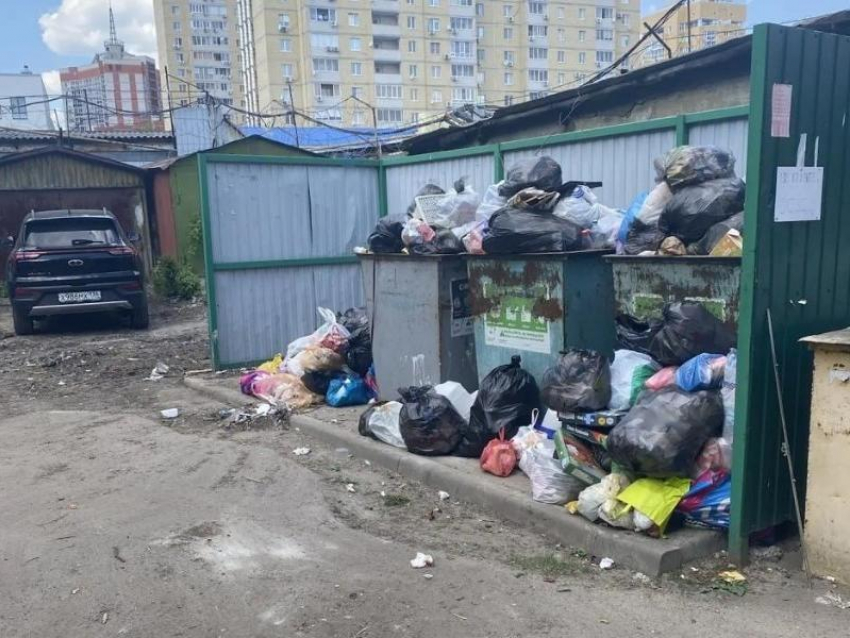 Крысы размером с кошку заполоняют центр Воронежа из-за обильного скопления мусора