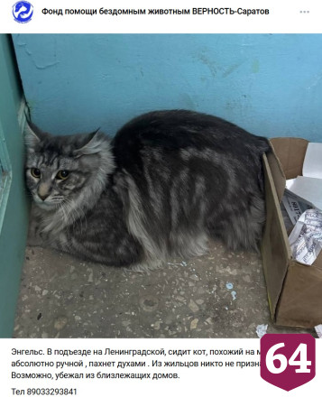 Саратовцы помогают пахнущему духами «мейн-куну» из подъезда