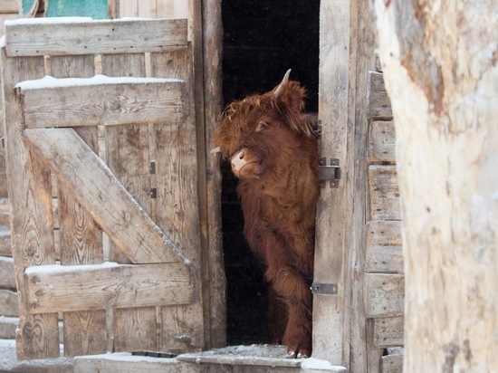 В барнаульский зоопарк привезут жениха для мохнатой коровы