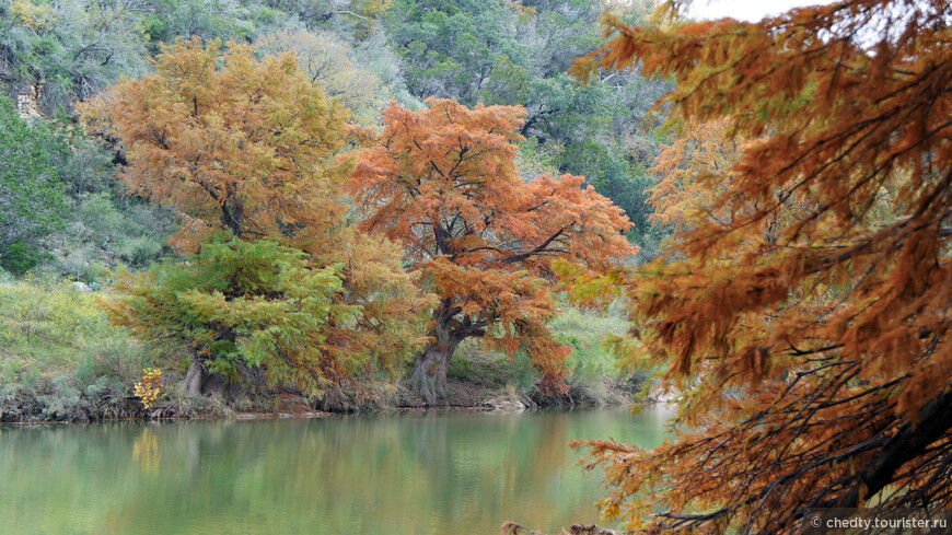 Жизнь на опушке леса