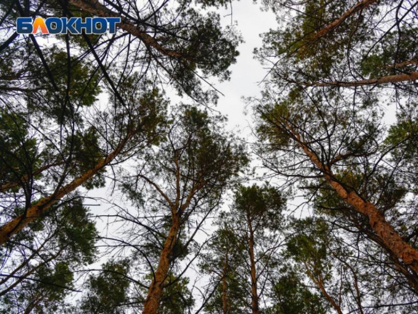 Пропавшую 15-летнюю школьницу нашли живой в Воронеже