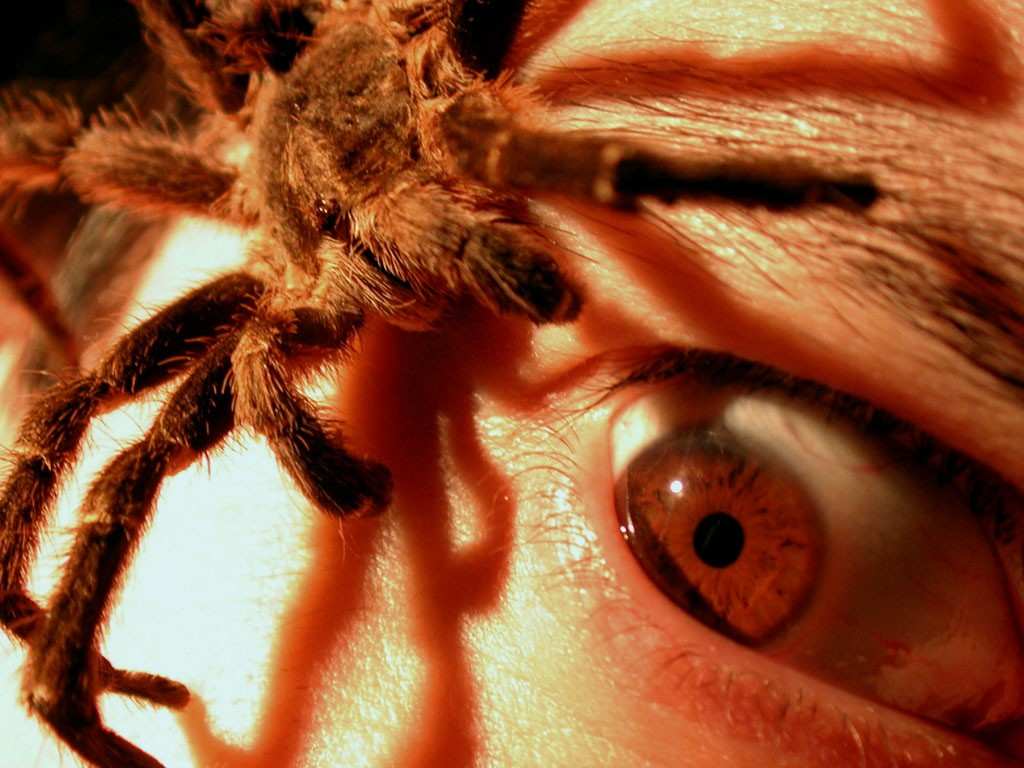 Британские ученые напугали население, выпустив 10 тысяч гигантских пауков | Русская весна