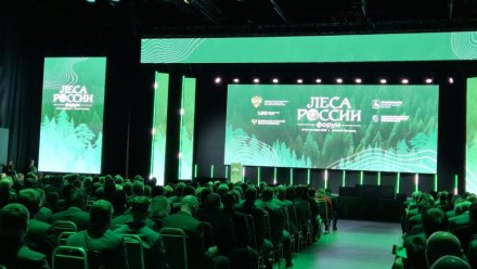 Республика Коми вошла в топ-10 лидеров России по эффективности ведения лесного хозяйства