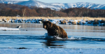 На Камчатке сфотографировали медведя, который продолжает рыбачить в ноябре 