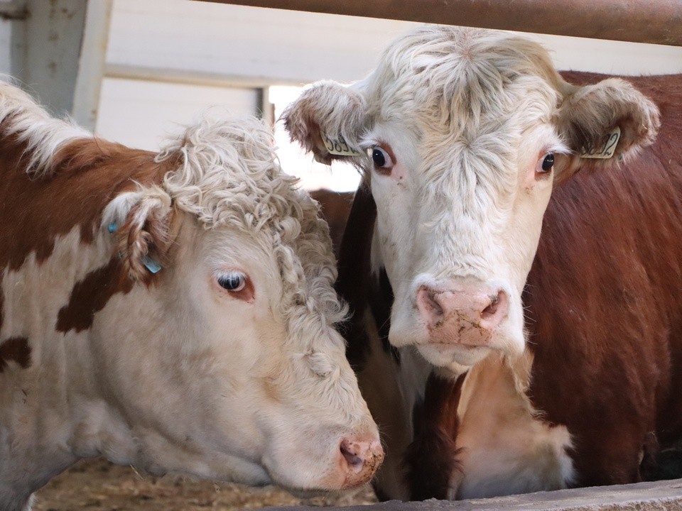 Сочные стейки из Благодати: чем фермеры кормят бычков элитной породы, чтобы получить ценное мясо