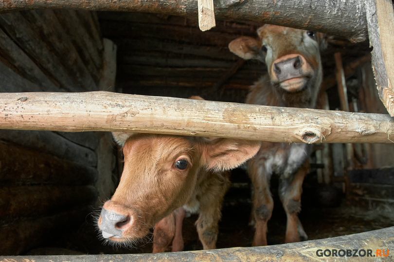 В Башкирии в селе ввели карантин по бешенству