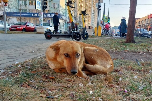 Псковские зоозащитники говорят, что главный источник проблем сегодня – это хозяйские псы на самовыгуле