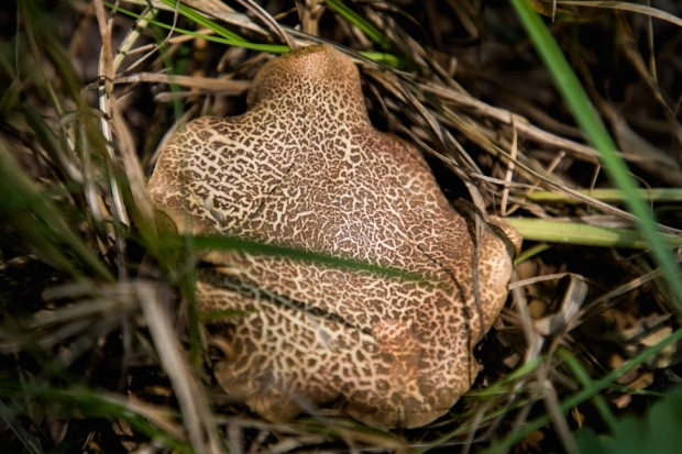 Волгоградская правда