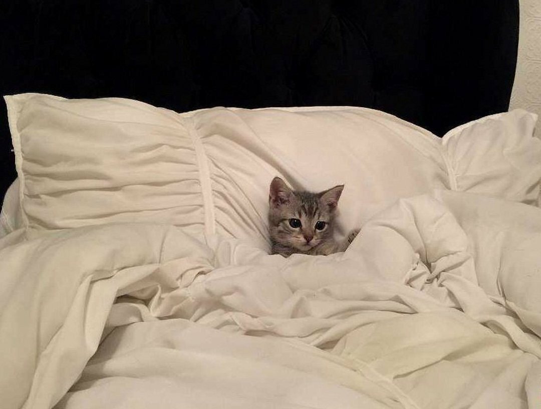 кот нагадил в кровать