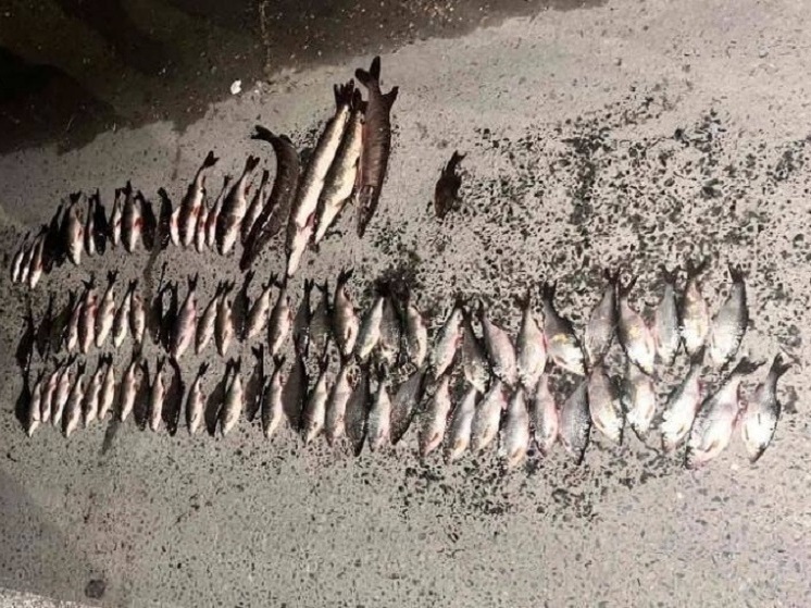 Южноуральцы попались на незаконном вылове 7 килограмм рыбы