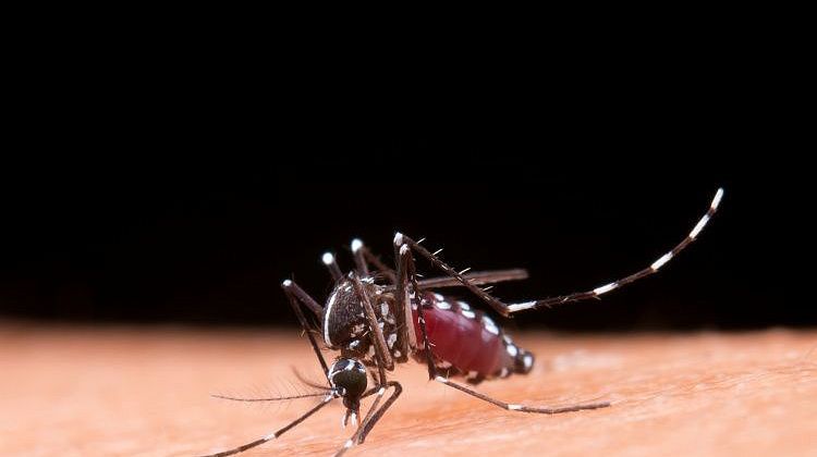 В Европе стремительно распространяется вирус чикунгунья: чего надо опасаться