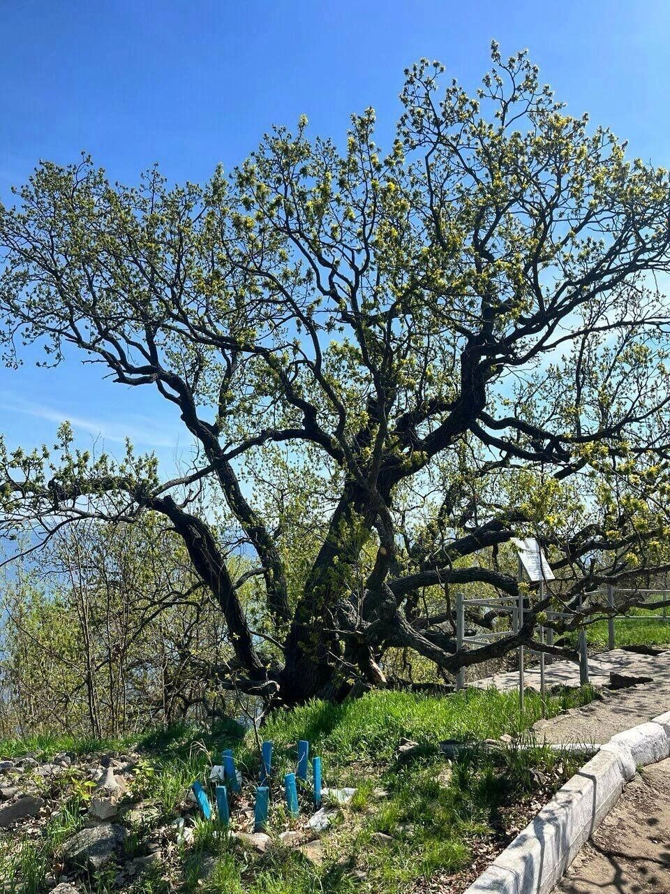 дуб-патриарх в Дубовке