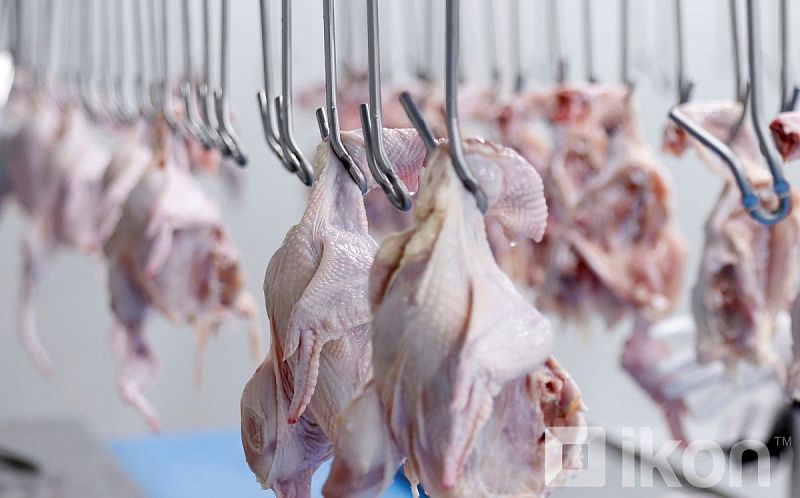 Импорт мяса птицы и свинины в Монголию вырос на 28,2% с начала года