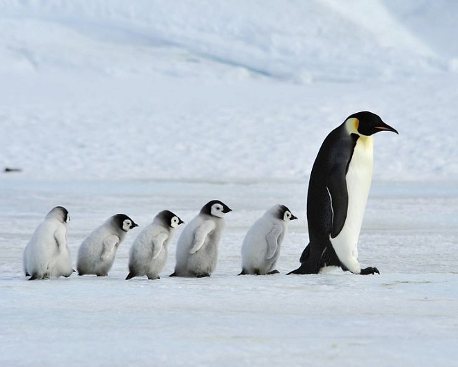 Ученые Пермского Политеха воссоздали универсальный механизм коллективного поведения для роботов и животных, изучив императорских пингвинов