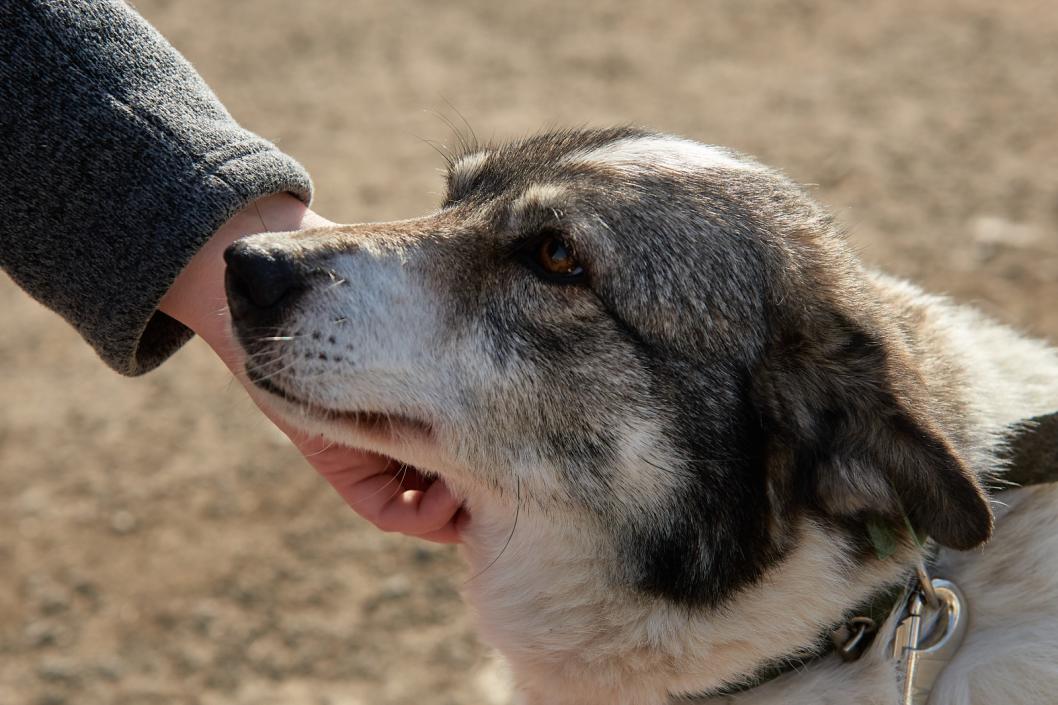 Укусила бездомная собака. Укусила бездомная собака. Бешеные бродячие собаки. Укусила бездомная собака. Бродячие собаки.