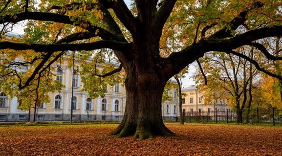Памятник Лаврову или дуб блокады: спасут ли дерево на Петроградке