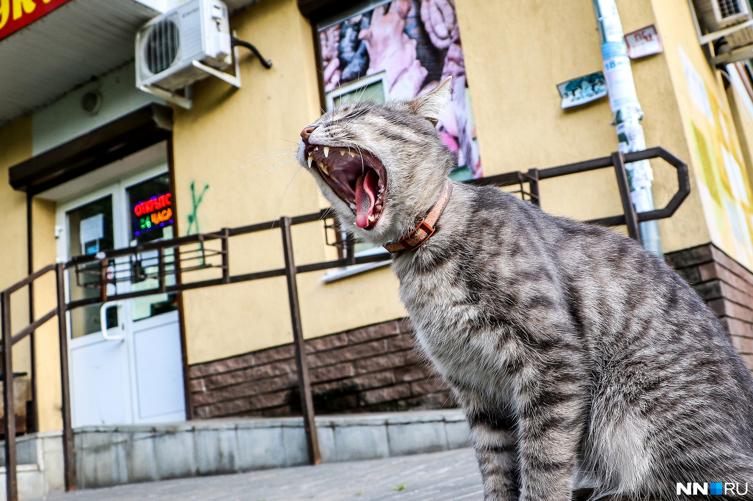 Коты нижний. Кот в Нижнем Новгороде. Уличный кот переулок крутой Нижний Новгород. Кот достопримечательности Нижний Новгород. Котики в Нижнем кадре.