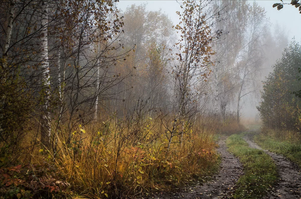 Лета ноября. Пасмурный лес Нерехта. Поздняя осень Пермский край. Пасмурная осень. Пасмурный осенний день.