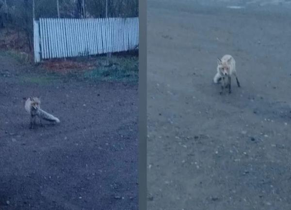 К сельчанам в Бурятии подбираются очень странные лисички