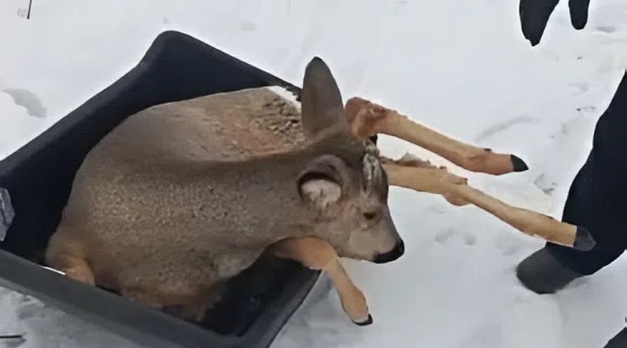 Косуля катается