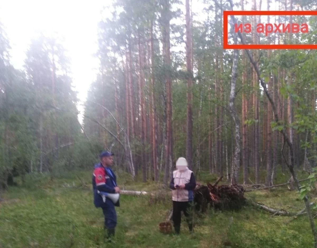 Трое вышло из леса. Медведи в лесах Ленобласти. Заблудился в лесу. Пропавшие в лесу Тосненский район Ленинградская область.